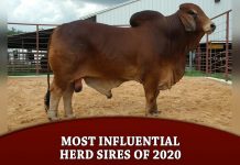 Most Influential Herd Sires of 2020