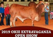 2019 Okie Extravaganza Open Show