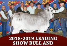 2018-2019 Leading Show Bull and Show Cow