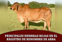 Principales hembras rojas en el registro de renombre de ABBA