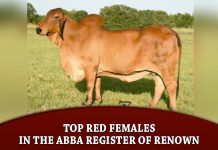 Top Red Females in the ABBA Register of Renown