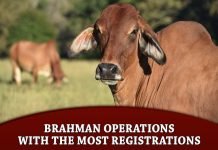 Brahman Operations with the Most Registrations