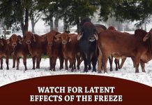 Watch for latent effects of the freeze