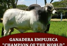Ganadera EMPUJECA “Champion of the World”