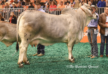 2017 Houston Results – Gray Female Grand Champion Grand-Champion-Gray-Female