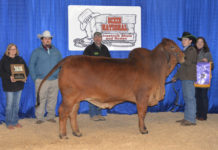 2017 Houston Results – Red Female Grand Champion Grand-Champion-Red-Female