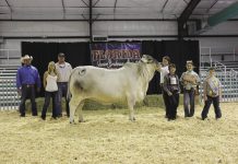 2016 FJBA Show Results