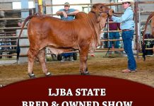 LJBA State Bred & Owned Show