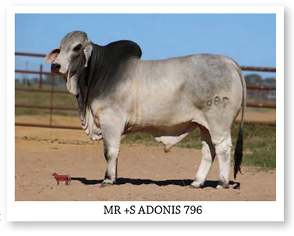 MR +S ADONIS 796