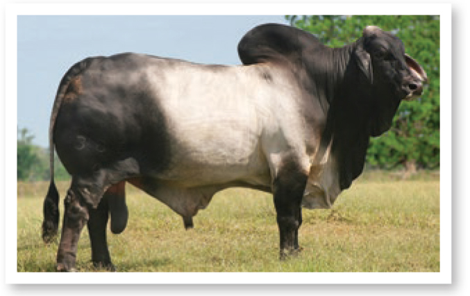 +MR. V8 380/6 is the number one sire for producing grand or reserve grand champion animals at the International show.