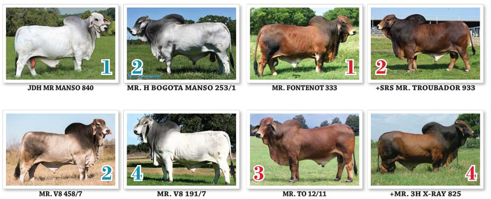 Most-Registered-Progeny-byHerd-Sires---one-year-list