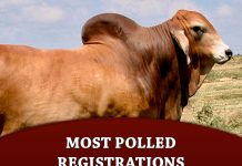 2023 Heart of Texas Brahman Association Most Polled Registrations