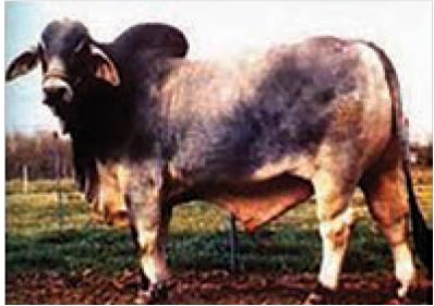 (+)JJ DIDOR CRATA 389, ABBA# 349640: CED, CEM, FAT, MARB, MILK