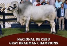 Nacional de Cebu Gray Brahman Champions Nacional-De-Cebu-Gray-Champions