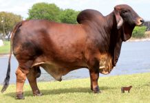 2105-2016 ABBA Premier Show Animals Premier-show-animals