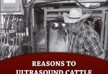 Reasons to… Ultrasound Cattle