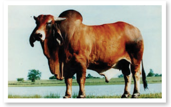 +SOPHISTICATEDMILLIONAIR 80/3 is the number three sire for producing grand or reserve grand champion animals.