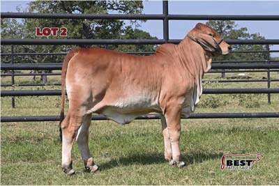 Schulte Cattle Company Haltered Show Prospect Sale – The Brahman Journal