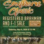 Southern-Classic-Registered-Brahman-Sale