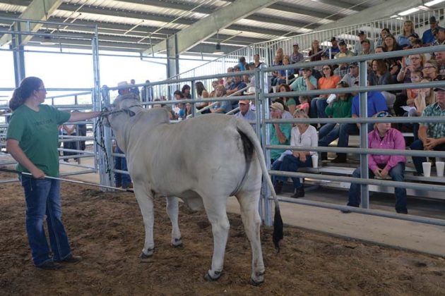 TBJ-2018-Florida-Field-Day-&-heifer-sale3