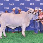 TBJ-2018-National-Brahman-Show-Grand-&-Junior-gray-female