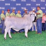 TBJ-2018-National-Brahman-Show-calf-gray-female