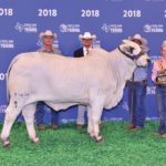 TBJ-2018-National-Brahman-Show-intermediate-gray-female