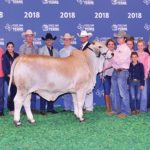 TBJ-2018-National-Brahman-Show-reserve-calf-gray-female