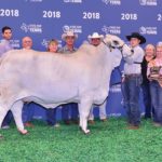 TBJ-2018-National-Brahman-Show-reserve-grand-&-senior-gray-female