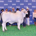 TBJ-2018-National-Brahman-Show-reserve-intermediate-gray-female