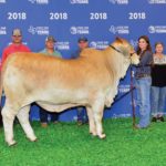 TBJ-2018-National-Brahman-Show-reserve-junior-gray-female