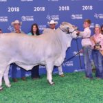 TBJ-2018-National-Brahman-Show-reserve-senior-gray-female