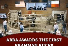 ABBA Awards the First Brahman Bucks