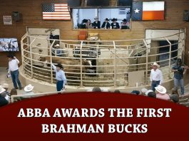 ABBA Awards the First Brahman Bucks