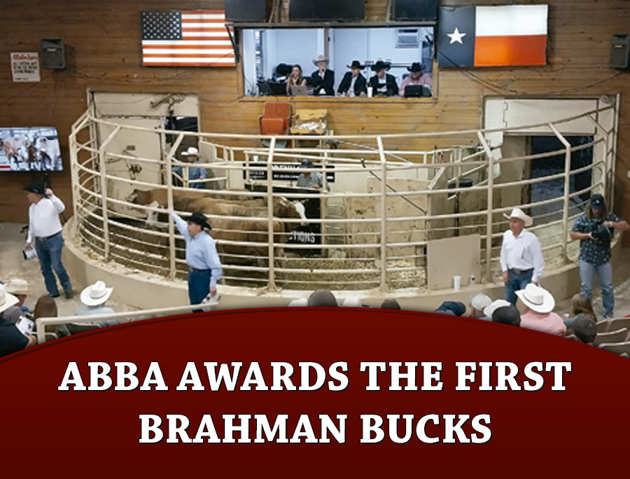 These events will also be remembered as the first events where producers were awarded the newly created ABBA Brahman Bucks.