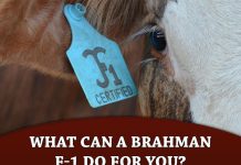 What can a Brahman F-1 do for you?