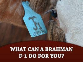What can a Brahman F-1 do for you?