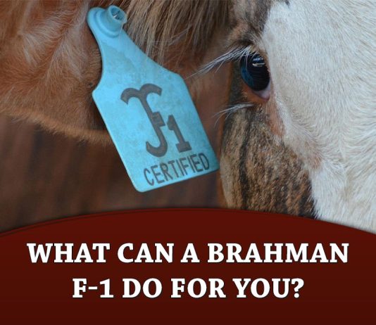 What can a Brahman F-1 do for you?