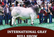 Show Results International Gray Bull Show