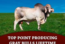 Top point producing Gray Bulls Lifetime