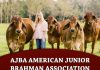 AJBA American Junior Brahman Association