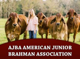 AJBA American Junior Brahman Association