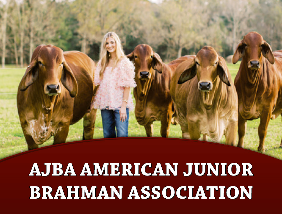 AJBA American Junior Brahman Association – The Brahman Journal