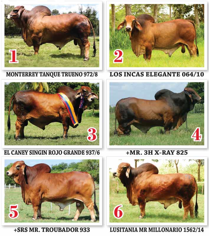 TBJ-Colombia-Most-influential-Red-Sires