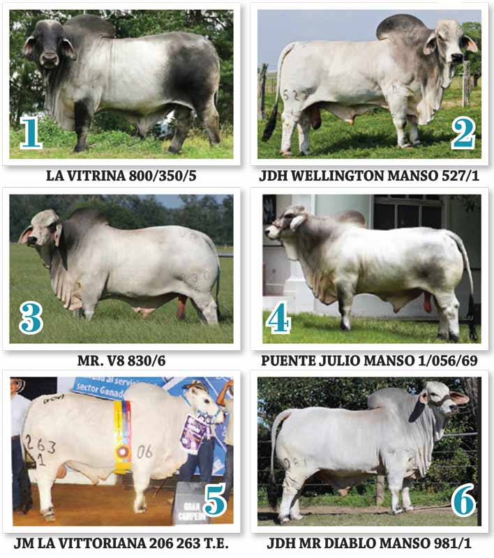 TBJ-Colombia-Most-influential-gray-Sires