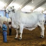 Photo Contest Finalists – #mybrahmanjournalcover2