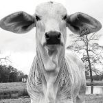 Photo Contest Finalists – #mybrahmanjournalcover5