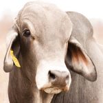 Photo Contest Finalists – #mybrahmanjournalcover6
