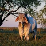 Photo Contest Finalists – #mybrahmanjournalcover7
