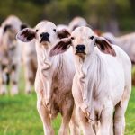 Photo Contest Finalists – #mybrahmanjournalcover8
